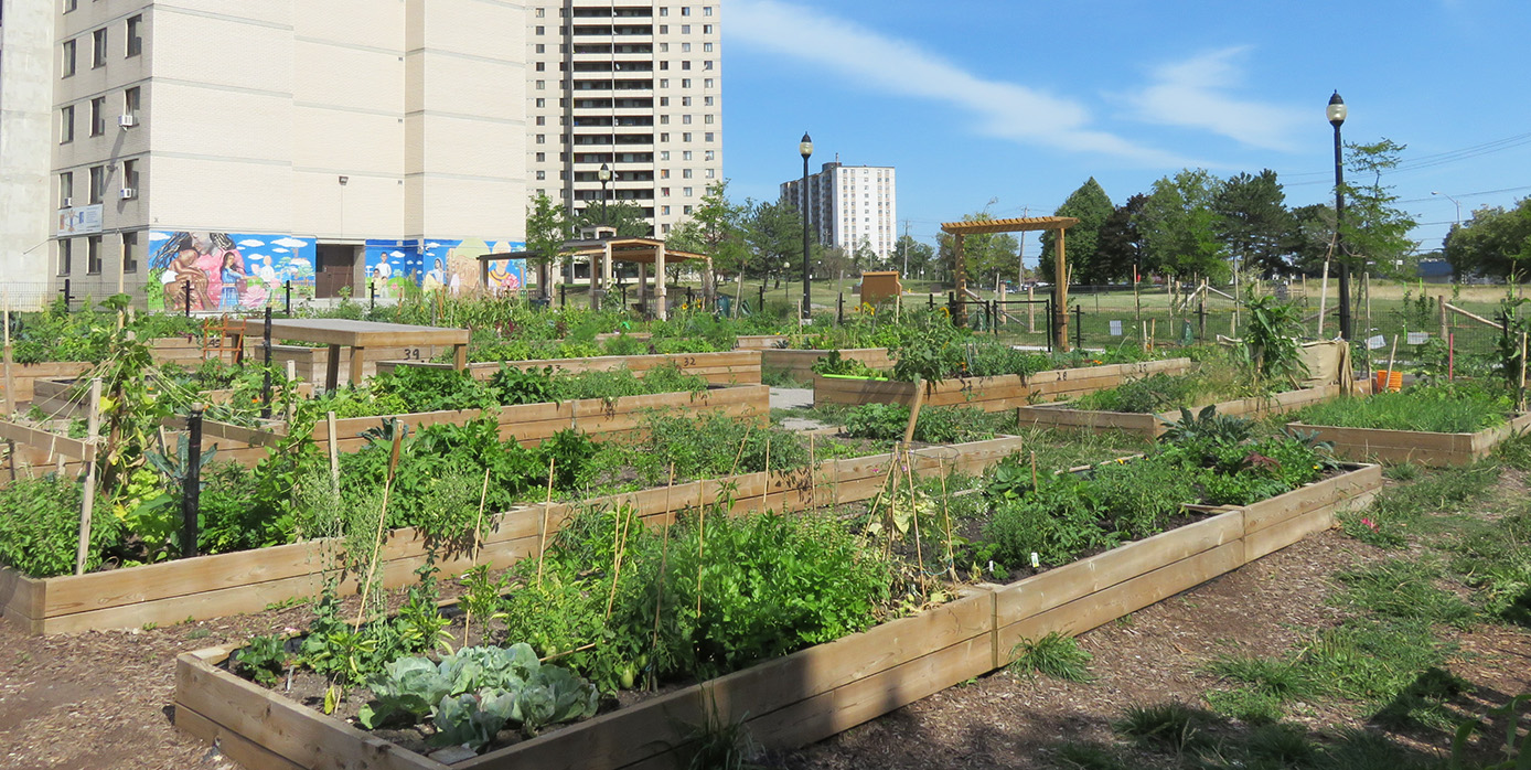 community vegetable garden at San Romanoway Towers