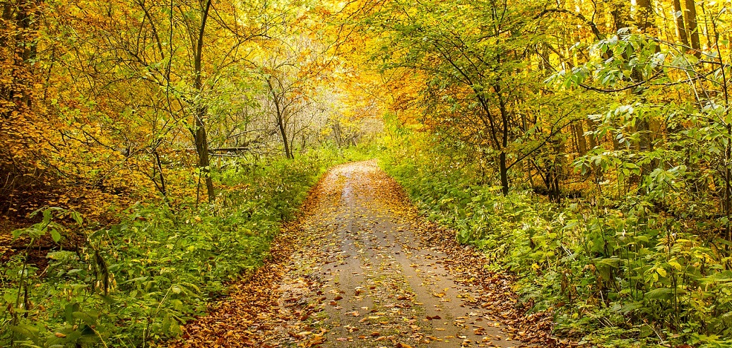 Autumn Nature Walk