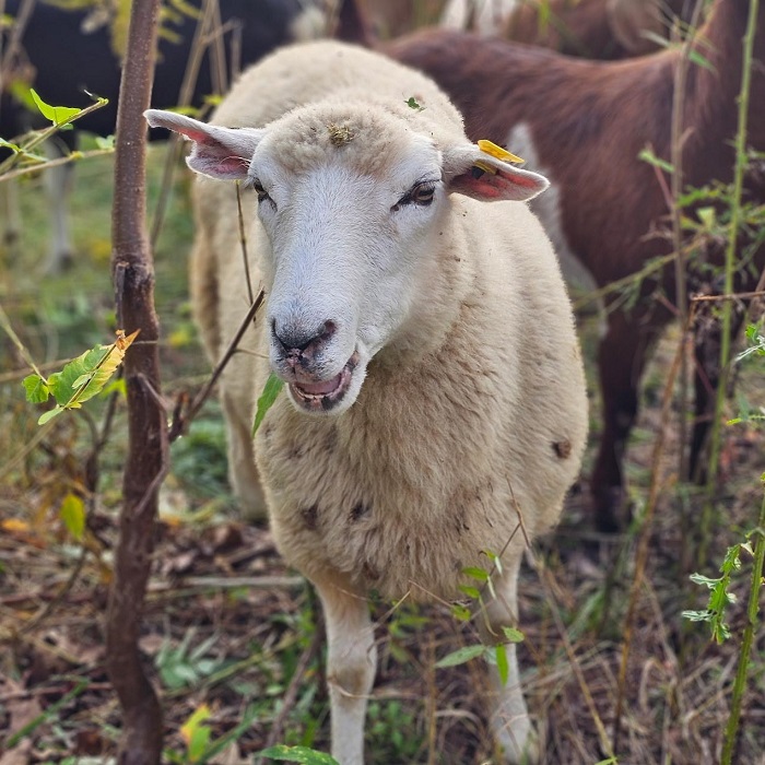 a sheep grazes in The Meadoway